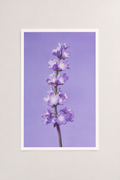 Lavender Print