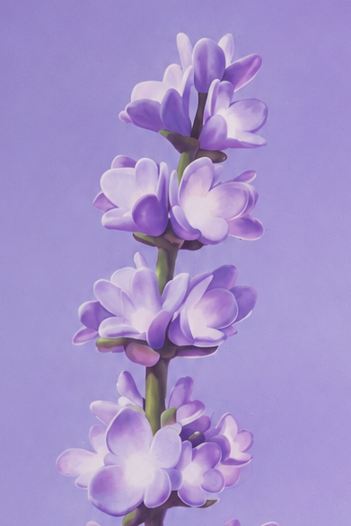 Lavender Print
